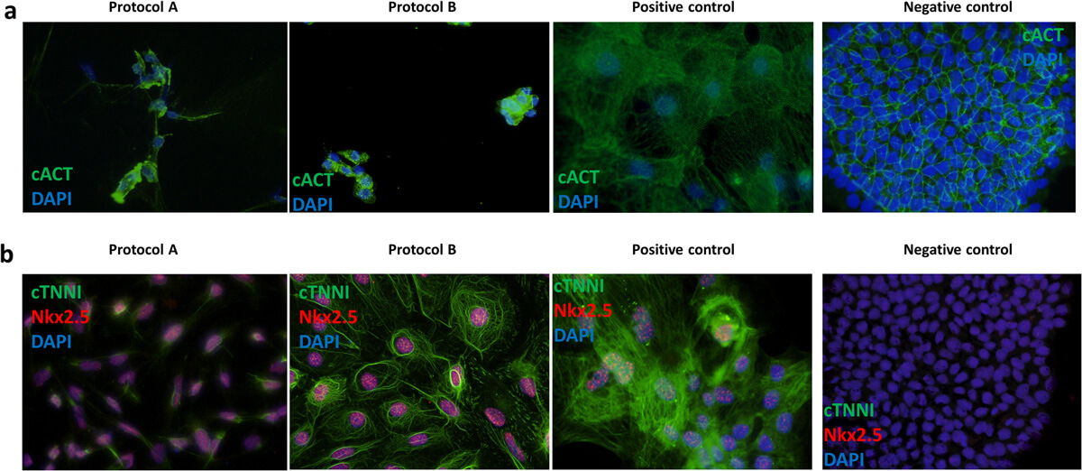 Fig. 2. Representative immunofluorescence staining of cardiac markers