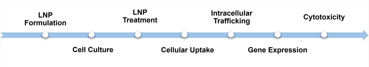 Cell-based LNP Evaluation