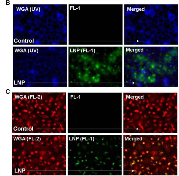 Lipid nanoparticle (LNP) uptake in various cell types