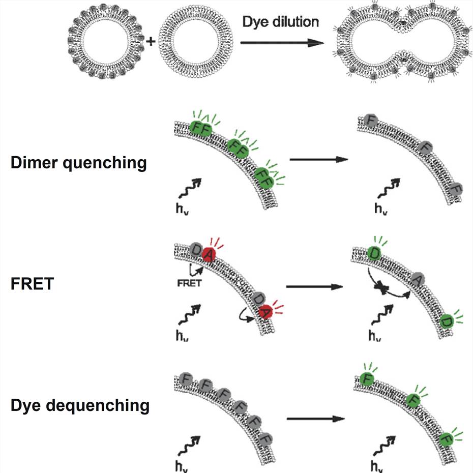 Successful lipid—lipid fusion leads to a dilution of the incorporated fluorophores over a larger surface area