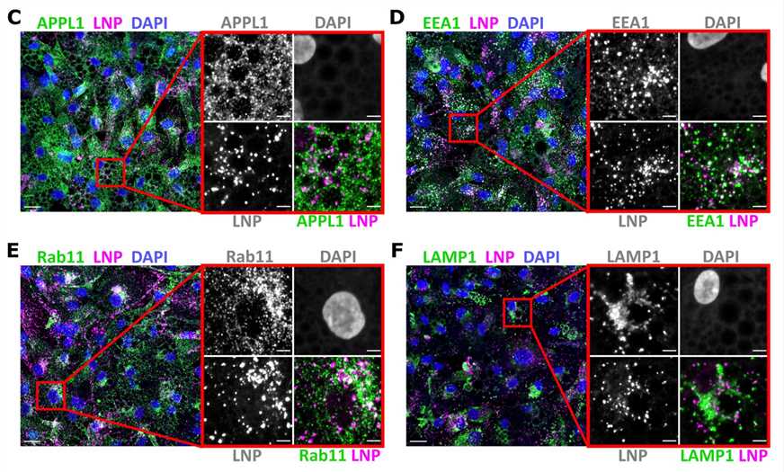 Co-localization imaging