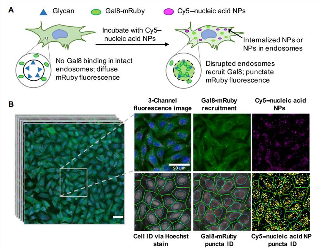 Assay overview