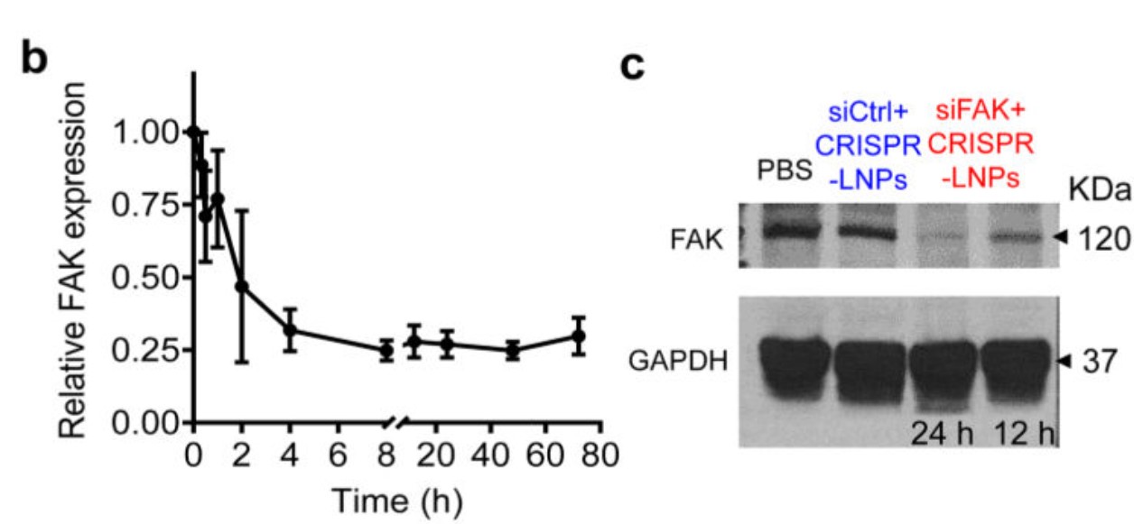 siRNA-mediated gene silencing successfully inhibited FAK expression.