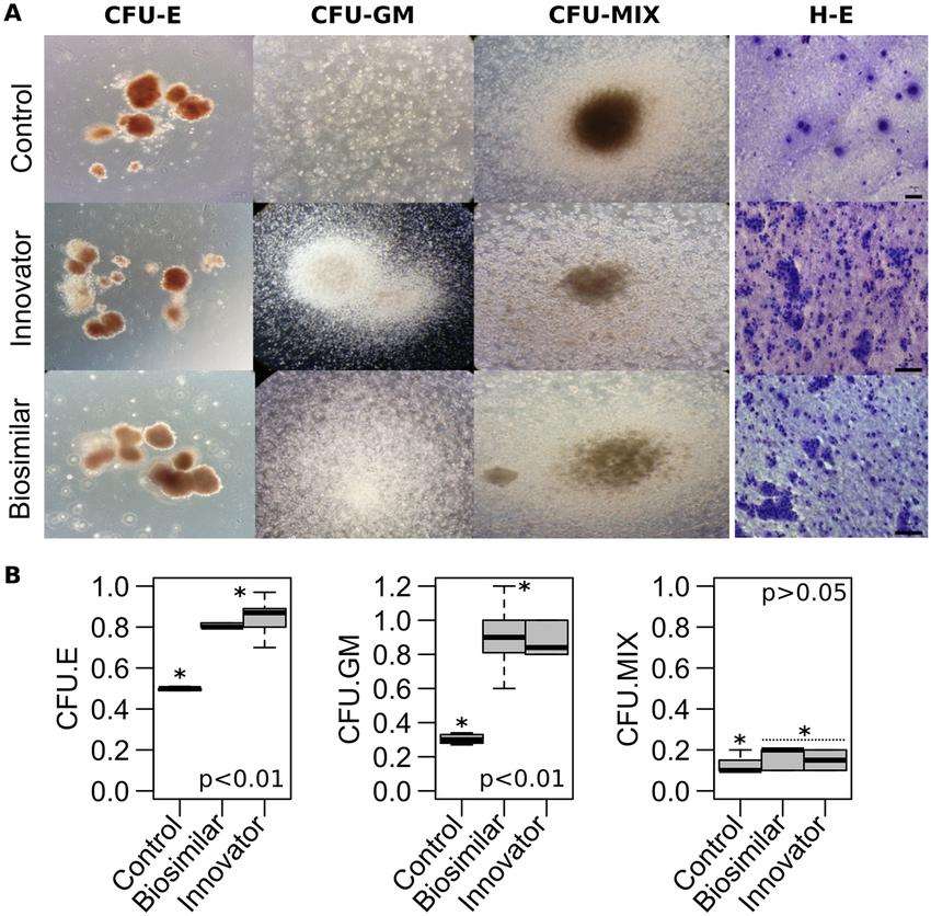 Fig. 1 Hematopoietic colony-forming cell assays.