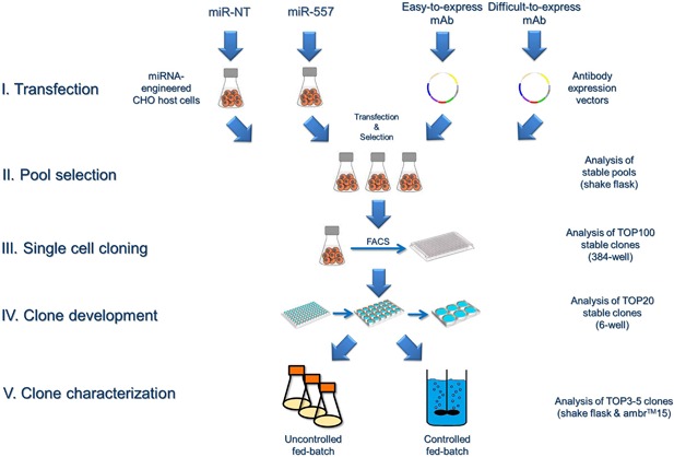 Fig. 1 Overview of the cell line development process.