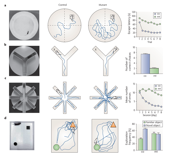 Behavioural tests used to assess memory functions in AD mouse models. (a) The Morris water maze measures spatial reference memory. (b) The Y‑maze measures spatial working memory. (c) The radial arm maze measures short‑term working memory. (d) In the novel object recognition test the mouse is placed in an enclosure where it is exposed to two objects for a defined time.