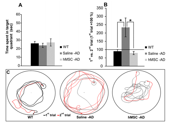 Results from the Morris water maze (MWM) test (probe trial) showing that reference memory was maintained in non-transgenic and transgenic mice at 14 months of age (A) In the working memory test, the percentages shown on the y-axis indicate what percent of the time needed to find the hidden platform was saved between the first and second trials; 100% indicates no difference between the two trials (B) Illustrative images of mouse trajectories in the MWM during the first and second trials used for working memory assessment (C). * p < 0.05. WT: wild-type; AD: Alzheimer’s disease; hMS: human mesenchymal stem cell.