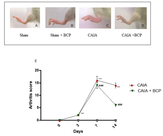 BCP treatment reduces the severity of Arthritis.