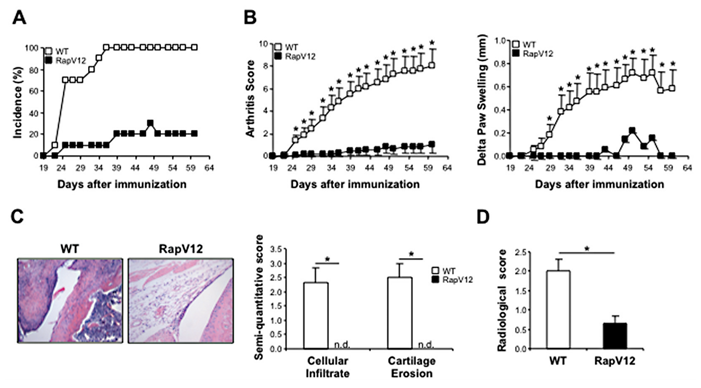 Effects of T cell Rap1 activation on the development of collagen-induced arthritis. Arthritis was induced in wild-type (WT) and RapV12-transgenic mice (n = 10 per group) by immunization with chicken type II collagen in Freund’s complete adjuvant on days 0 and 21. Hind paw swelling and inflammation of the 4 limbs were monitored for each mouse during the course of the disease. (A), Cumulative disease incidence scores in wild-type and RapV12-transgenic mice, calculated as the percentage of affected animals. (B), Clinical arthritis scores and paw swelling in wild-type and RapV12-transgenic mice during the course of disease. Values are the mean and SEM. P = P < 0.05 versus RapV12-transgenic mice. (C), Representative photomicrographs of paraffin-embedded sections of hind paws stained with hematoxylin and eosin and semiquantitative analyses of cellular infiltration and cartilage erosion scores for each mouse (original magnification × 200). (D), Semiquantitative analysis of scoring of radiographs for radiologic damage. Bars show the mean and SEM. P = P <0.05. n.d. = not detectable. 