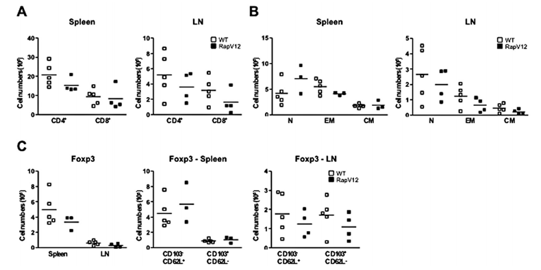 Phenotypic characterization of T cells in wild-type and RapV12-transgenic mice during the onset of arthritis. Spleens and LNs were collected from mice 42 days after primary immunization and analyzed by flow cytometry. (A and B), Absolute numbers of CD3+CD4+ and CD3+CD8+ T cell subsets (A) and absolute numbers of naive CD44-CD62L+, effector memory CD44+CD62L-, and central memory CD44+CD62L+ CD4+ T cells (B) present in the spleen and LNs of wild-type and RapV12-transgenic mice. (C), Absolute numbers of regulatory FoxP3+CD4+ T cells in the spleen and LNs (left panel), and FoxP3+CD103-CD62L+ and FoxP3+CD103+CD62L- CD4+ T cells in the spleen (middle panel) and LNs (right panel) of wild-type and RapV12-transgenic mice. Horizontal lines show the mean; boxes represent individual mice (n = 3–5 mice per group). See Figure 2 for definitions. 