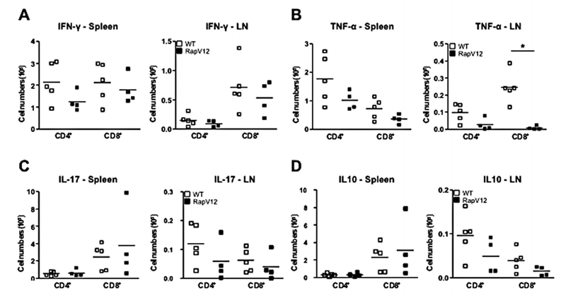 Cytokine responses of T cells in wild-type and RapV12-transgenic mice during the onset of arthritis. Spleens and LNs of wild-type mice (n = 5) and RapV12-transgenic mice (n = 4) were collected 42 days after primary immunization, and intracellular cytokine production was assessed by flow cytometry. Intracellular expression of (A), IFNγ, (B), TNFα, (C), IL-17, and (D), IL-10 in CD3+CD4+ and CD3+CD8+ T cells following 5 hours of stimulation with phorbol myristate acetate/ionomycin is shown. Horizontal lines show the mean; boxes represent individual mice. P = P <0.002. See Figure 3 for definitions. 