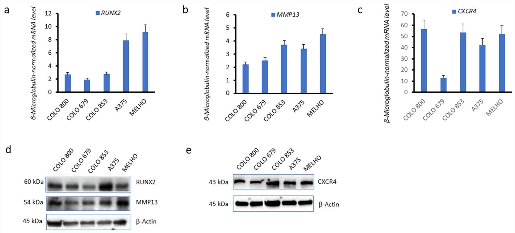 Expression levels of RUNX2, CXCR4, and MMP13 in Colo 800, Colo 853, Colo 679, A375, and MELHO cell lines.