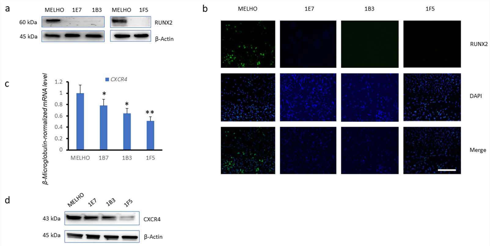 Real-time quantitative PCR and Western blots of CXCR4 levels in the original MELHO cell line and in the MELHO-derived 1E7, 1B3, and 1F5 RUNX2 KO cell lines.