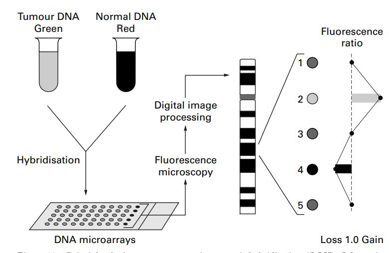 Fig.1 Principle of microarray CGH.