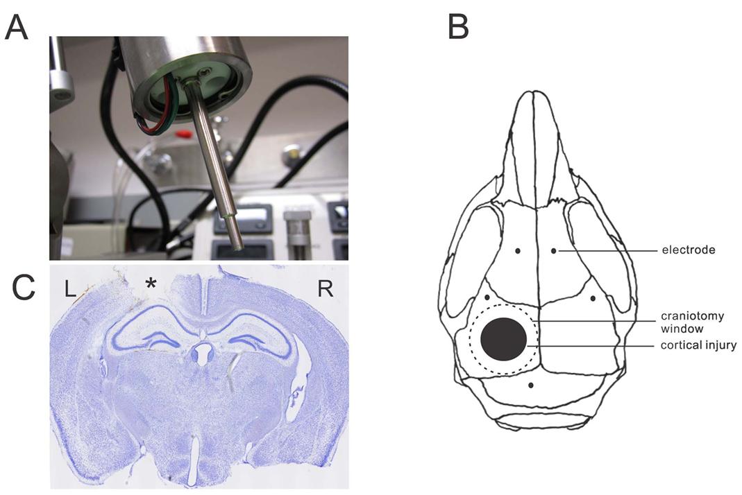 Fig. 1 Controlled cortical impact (CCI) injury model in mice