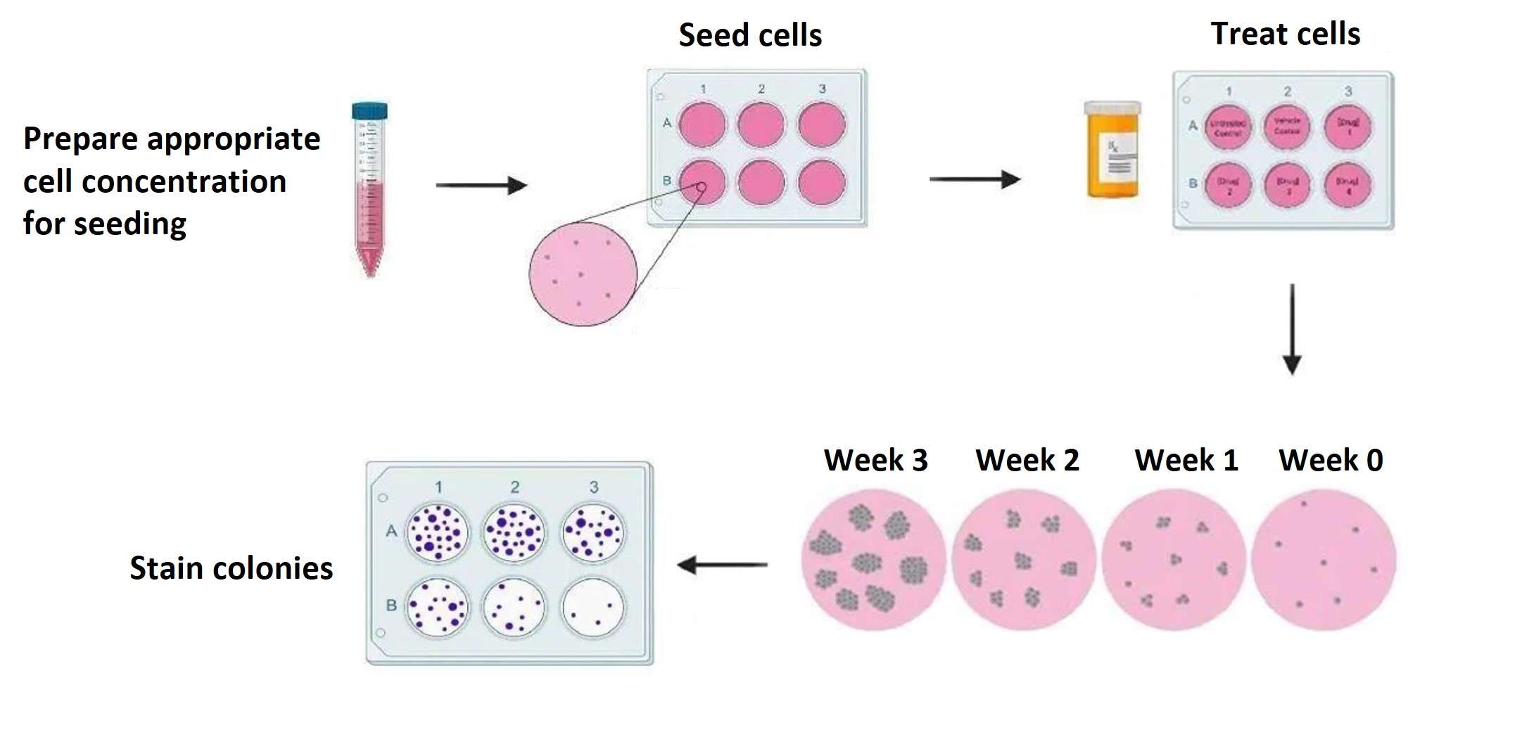 The clonogenic assay is especially valuable in oncology research for assessing the sensitivity of cancer cells to different therapeutic agents.