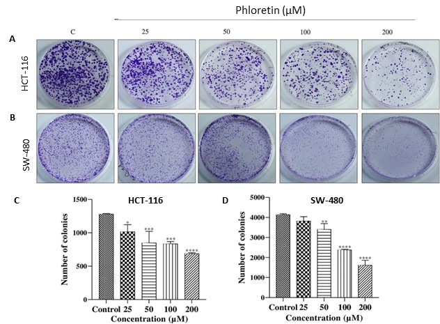The clonogenic assay showed that phloretin inhibited the proliferation of both HCT-116 and SW-480 cells in a dose-dependent manner.