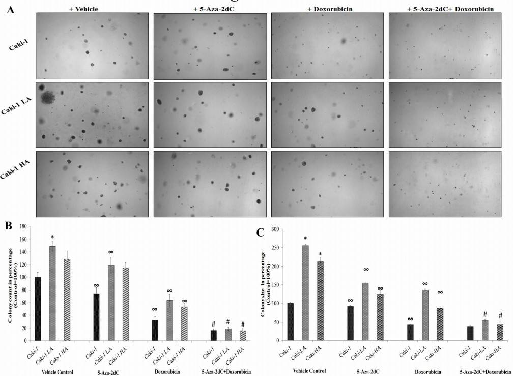 The images illustrate the impact of various treatments on the colony formation of the Caki-1, Caki-1 LA, and Caki-1 HA cell lines.