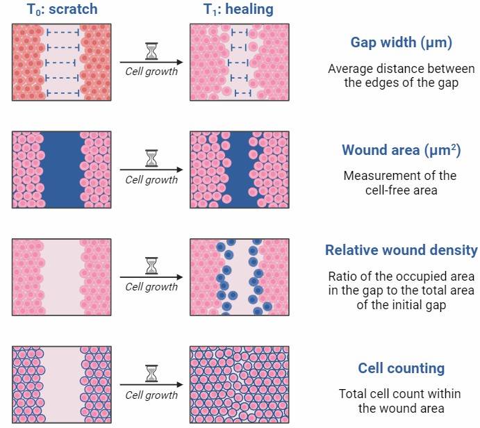 The schematic diagram illustrates the process and key measurements involved in a scratch assay, which is used for studying wound healing.