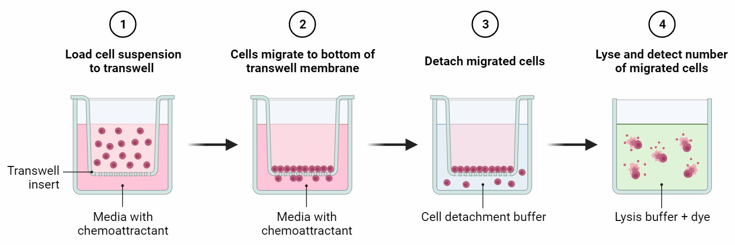 The schematic diagram illustrates the process of a cell transwell migration assay, a method commonly used to study cell migration in response to various stimuli.