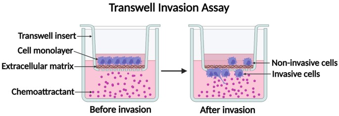 The schematic diagram illustrates the process of a cell transwell invasion assay, a widely used method for evaluating the invasive potential of cells.