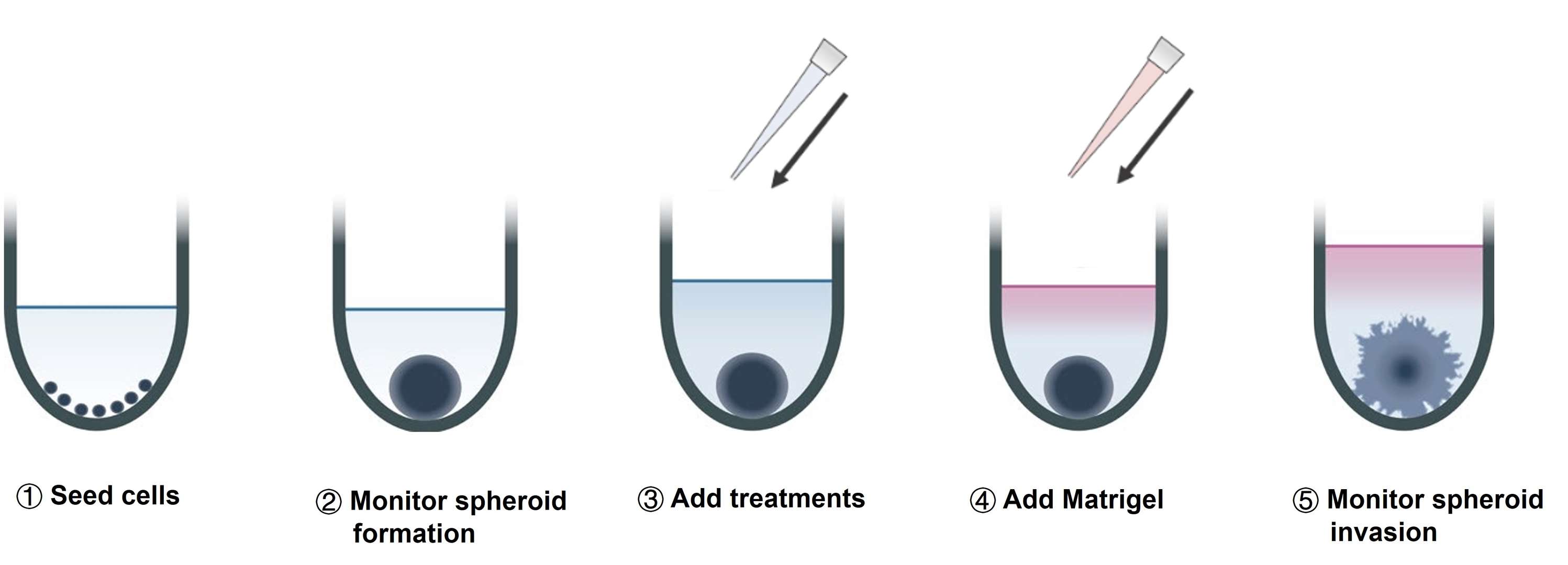 A diagram illustrating the process of 3D spheroid formation and invasion includes the following steps: seed cells, monitor spheroid formation, add treatments, incorporate Matrigel, and monitor invasion.
