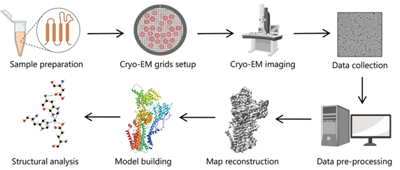 Single particle cryo-EM workflow involves sample preparation, cryo-EM grids setup, cryo-EM imaging, and data collection using a cryo-EM microscope, image processing to generate 3D reconstructions, and model building and refinement to determine the structure of the macromolecular complex.