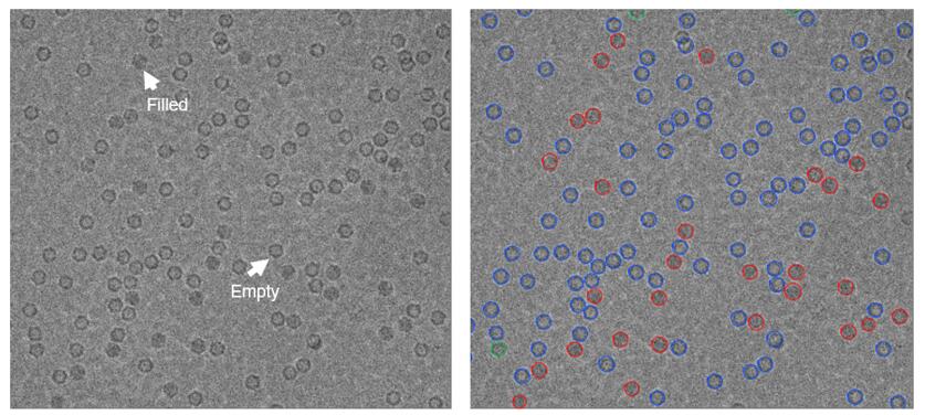 cryoTEM images of adeno-associated virus (AAV) displaying the filled and empty particles (left). The detected and classified particles are overlaid with red/blue/green circles (right) and correspond to filled, empty, and intermediate particles, respectively.