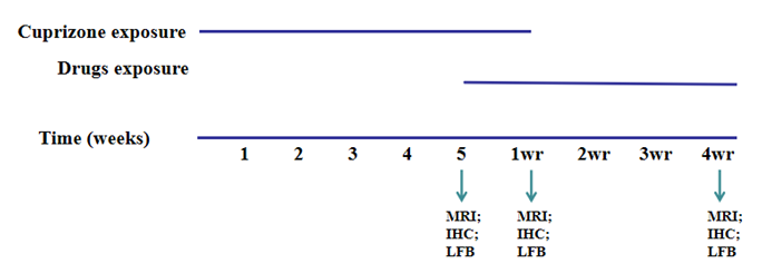 Example of the cuprizone induced mouse model study paradigm
