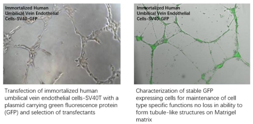 Establishment of Reporter Cell Lines ectopic expression of GFP in immortalized cells