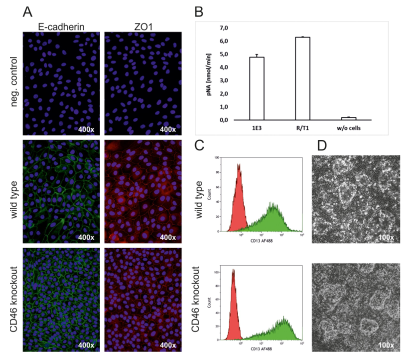 Characterisation of RPTEC TERT1 CD46 knock-out clone 1E3.