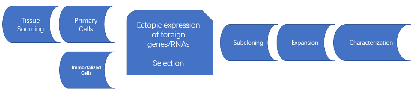 Establishment of customer tailored cell lines