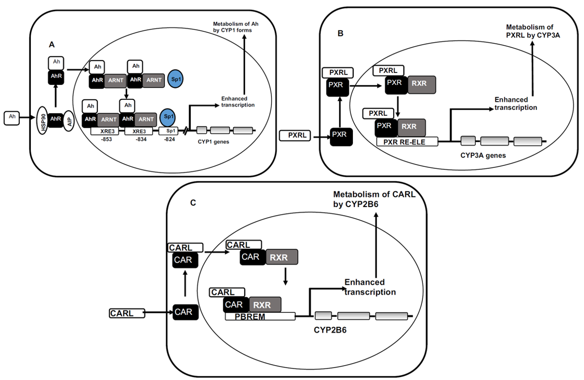 Mechanisms of CYP induction