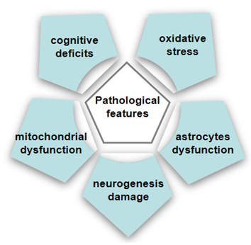 Pathological features of D-gal induced model