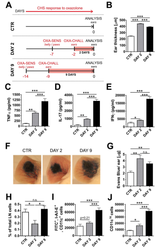 oxazolone (OX)-induced DTH in K14-VEGF-A-tg mice differentially alters tissue cytokines, lymphatic drainage and DC migration at the DAY 2 and DAY 9 time point.