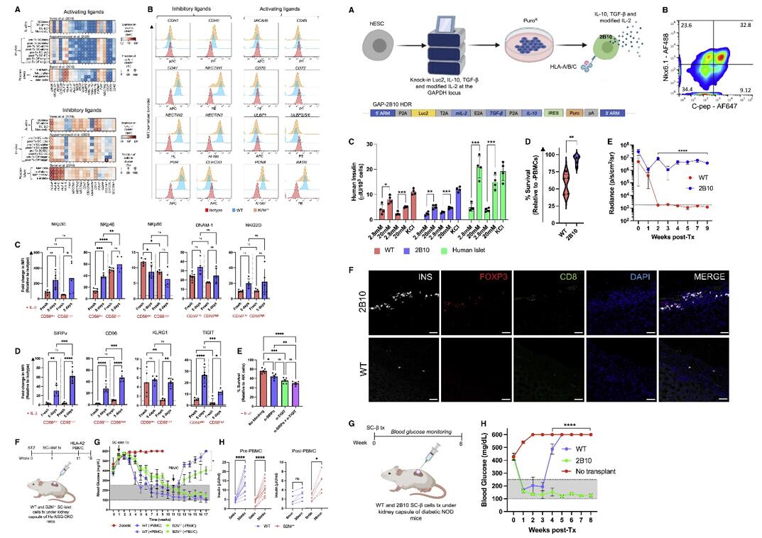 Left: SC-islet cell NK cell ligand profile; Right: Immune-tolerizing SC-islet cells survive xeno-rejection.