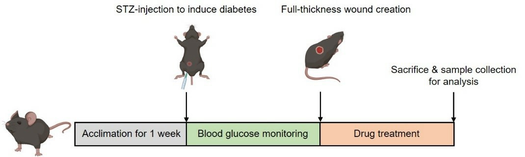 Modeling method of diabetic foot ulcer (DFU) model in Creative Bioarray