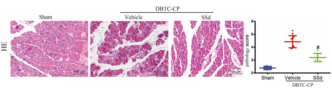 Fig. 1 The pathological score of H and E staining