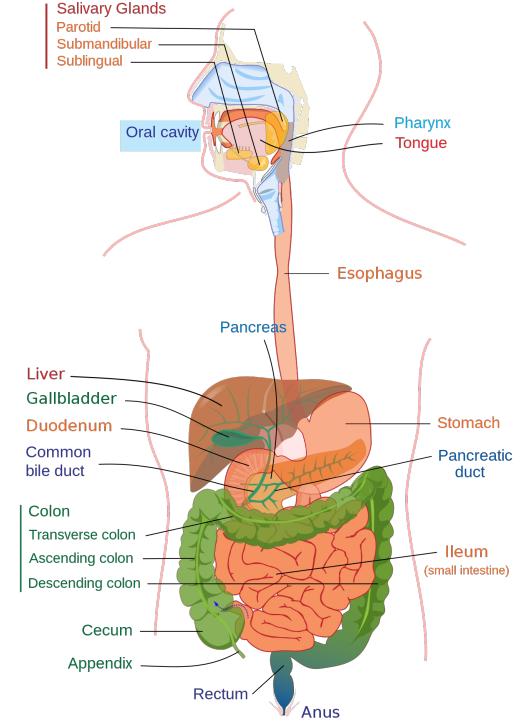 Fig. 1 Digestive system