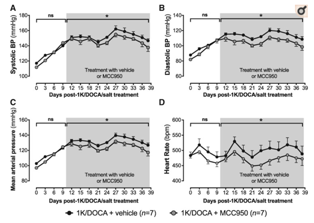 MCC950 reduces BP in mice with 1K/DOCA/salt-induced hypertension. Effects of 1K/DOCA/salt and MCC950 on systolic BP (A), diastolic BP (B), mean arterial pressure (C), and heart rate (D) measured by radiotelemetry at 10 min-intervals and plotted as an average over a 3-day period. 