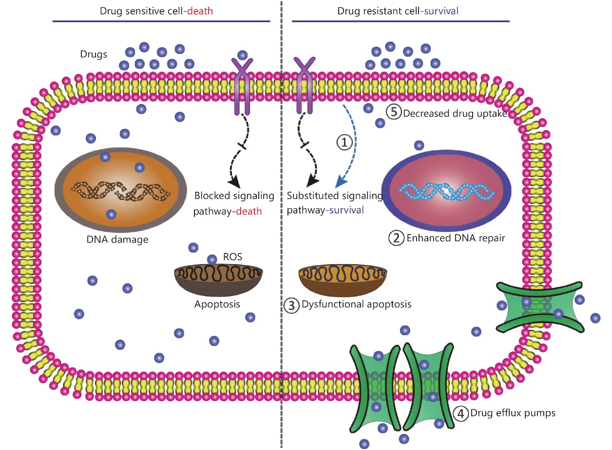 Drug Resistant Cells Pic