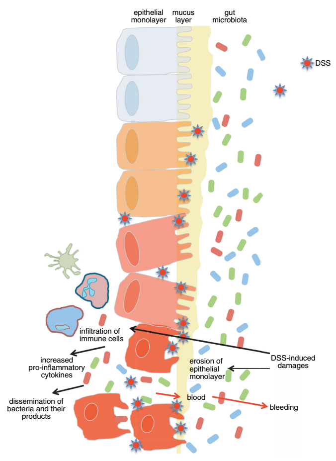 Schematic representation of DSS-induced colitis