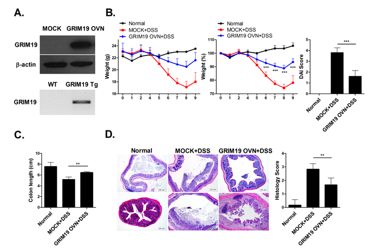Grim19 prevented induction of DSS induced colitis. (A) Mock or GRIM19 overexpression vectors were administered to HEK293 cell and GRIM19 transgenic mice overexpresssing Grim19 were generated on a C57BL/6 background. Lystes of Mock vector or GRIM19 vector transfected HEK293 cells were analyzed for GRIM19 protein expression using western blotting with and anti-GRIM19 antibody. Transgene expression were detected by PCR products. (B) Change in body weight during the disease process. The DAI score in mice with DSS induced colitis decreased significantly. (n = 5) (C) Colon length. (n = 5) (D) Histopathological changes in the colon. Sections were stained with hematoxylin and eosin (H&E). Scale bar = 100um Values are means ± SD of three independent experiments.(n = 5) **P<0.01, ***P<0.001.