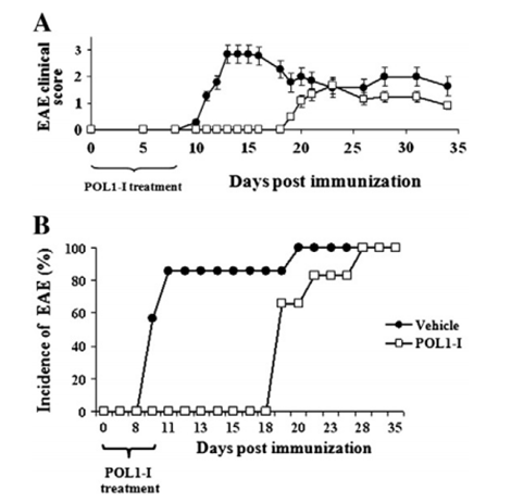 POL1-I suppression of EAE.Chronic-progressive EAE was induced in C57BL/6J mice by subcutaneous immunization with MOG35–55 peptide, Mycobacterium Tuberculosis H37Ra and incomplete Freund's adjuvant. Pertussis toxin was injected intraperitoneally on the day of immunization (Day 0) and repeated 2 days later. POL1-I was administrated from the day of immunization until EAE onset (score = 1.0) in at least 30% of the animals of the Vehicle group. Mice were monitored daily for clinical signs of EAE and delay in the time of EAE onset and decreased disease severity in POL1-I treated mice are demonstrated. A. Daily mean clinical EAE scores of each group. B. Percentage incidence of EAE in each group plotted against time. White squares represent POL1-I group, black dots represent Vehicle group.