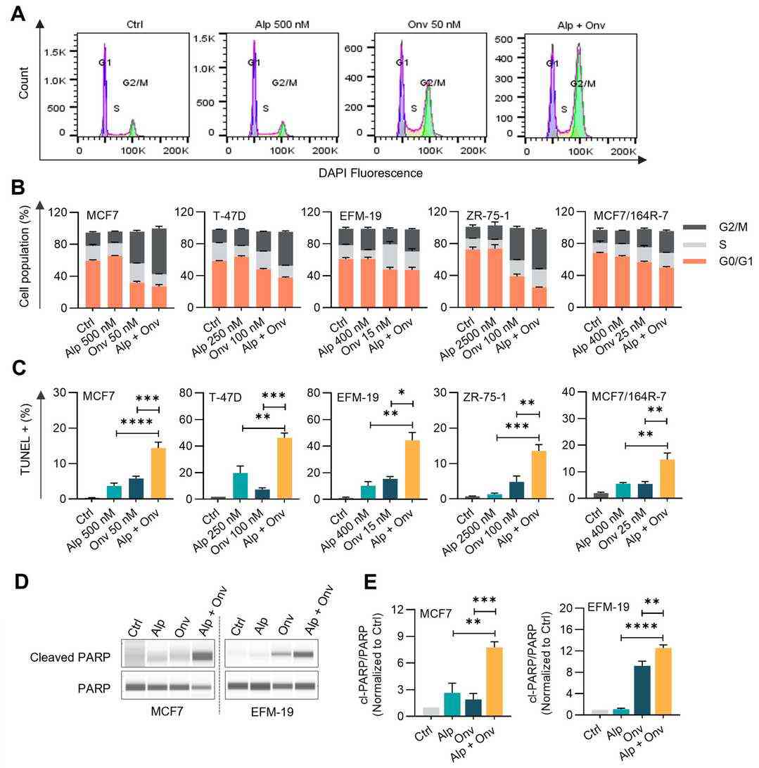 The combination of onvansertib and alpelisib suppresses PI3K-AKT signaling, induces G2/M arrest, and apoptosis.