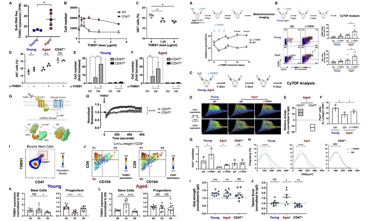 Left: Aberrant thrombospondin-1 signaling via CD47 inhibits the proliferative capacity of aged muscle stem cells. Right: Thrombospondin-1 blockade in vivo activates aged muscle stem cells and increases muscle strength in absence of injury.