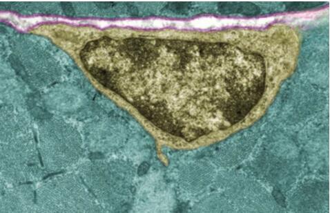 Porcine Skeletal Muscle Satellite Cells