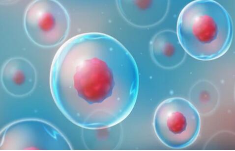 Stem Cell Assay Development and Screening