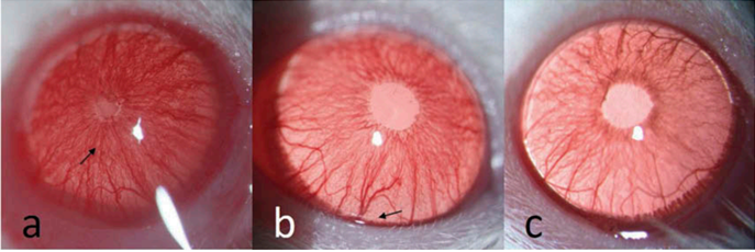 (a) Occlusion of pupil and fibrinous membrane (arrow) was observed in the EIU group at 24 h after LPS injection. (b) Only blood vessel dilatation in the iris (arrow) could be found in the ET group at 24 h after LPS injection. (c) No ocular inflammatory signs were observed in the normal control group.