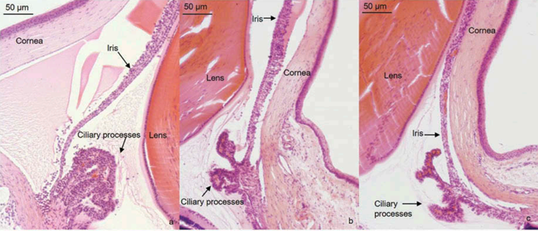  (a) In the EIU group, the iris stroma was thickened, and vasodilatation was observed. Fibrin exudations and a large number of inflammatory cell infiltrations of massive neutrophil and small amounts of mononuclear cells and lymphocyte could be observed in the anterior chamber and the vitreous humor of the rats 24 h after LPS immunization. (b) The inflammation levels of the rats in the ET group were significantly decreased compared with those in the EIU group and only a small amount of inflammatory cell infiltration and were found in the iris–ciliary body complex. (c) No inflammatory signs were observed in the normal control group.